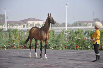Наставник и ученик: как в Лебапе передают секреты ахалтекинского коневодства