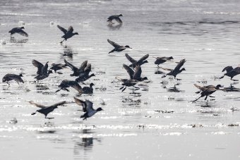 В Туркменистане укрепляют социальную защиту госинспекторов по охране природы  