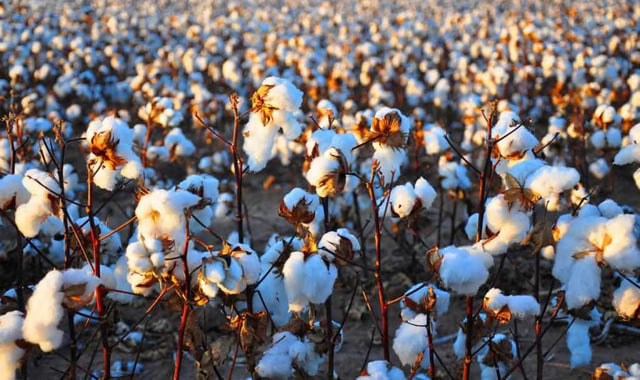 na-torgah-gtsbt-obshaya-summa-sdelok-sostavila-svyshe-7-millionov-763-tysyac-dollarov-ssha