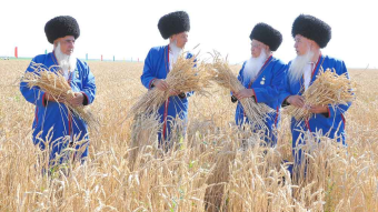 В Туркменистане началась зерноуборочная кампания 2026 года