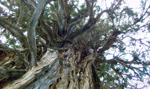 В Ашхабаде сохраняют старейшие деревья