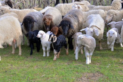 Животноводческие хозяйства Лебапа полностью готовы к зимовке скота