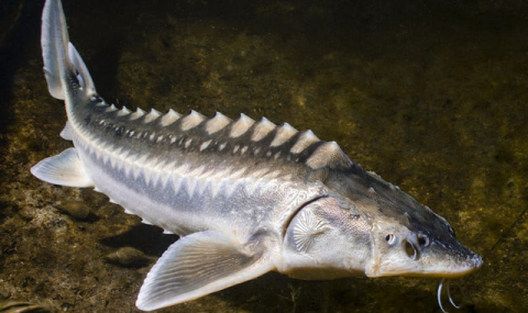 Производство и экспорт рыбы приносят рост туркменской экономике