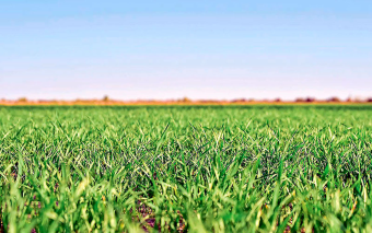 В Лебапском велаяте Туркменистана планируют собрать 310 тысяч тонн пшеницы