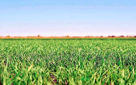 В Лебапском велаяте Туркменистана планируют собрать 310 тысяч тонн пшеницы