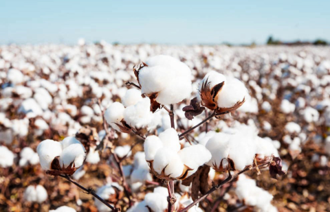 Тридцать лет стабильных рекордов в сельском хозяйстве Лебапа