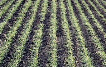 Зерноводы Каракумского этрапа обеспечивают надлежащий уход за урожаем пшеницы  