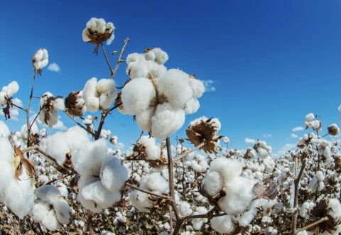  Хлопкоробы Туркменистана намерены собрать богатый урожай 