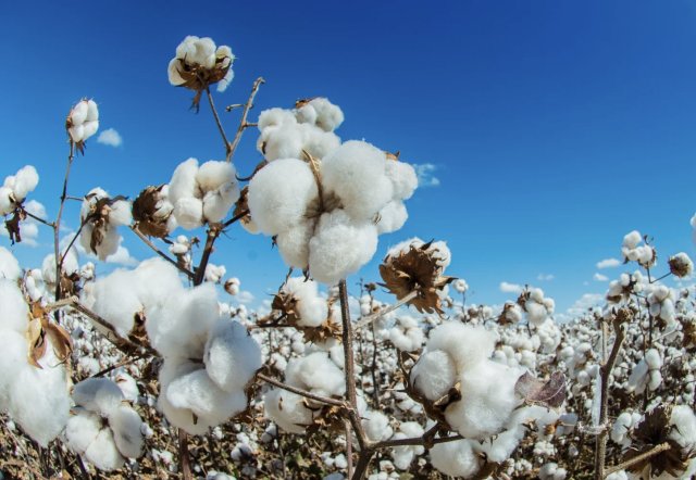 na-torgah-gtsbt-obshaya-summa-sdelok-sostavila-svyshe-7-millionov-763-tysyac-dollarov-ssha