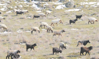 Стада в Марыйском велаяте проходят зиму в отличной форме